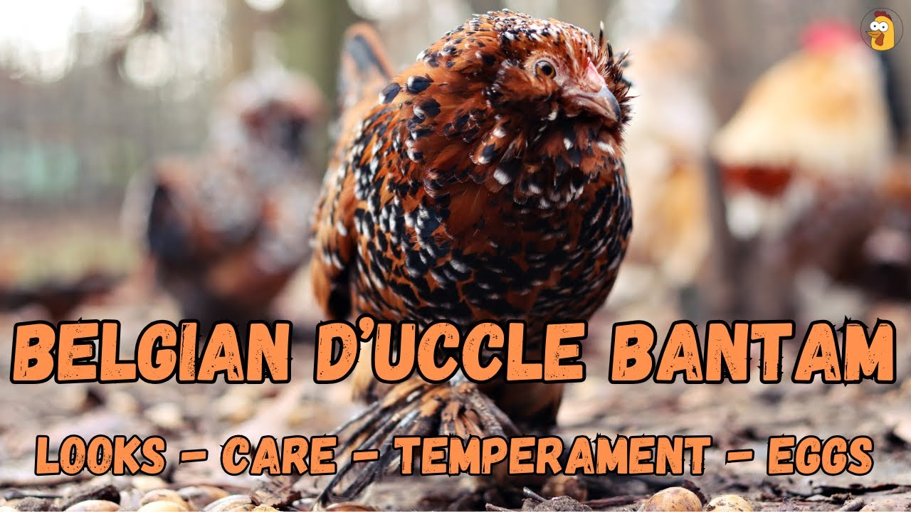 Belgian Bearded d'Uccle: Chicken Superstars!