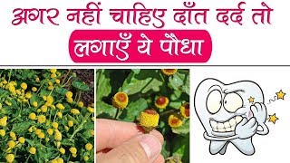 सावधान ! इस पौधे में करंट है || This Plant Can Give You Electric Shock !