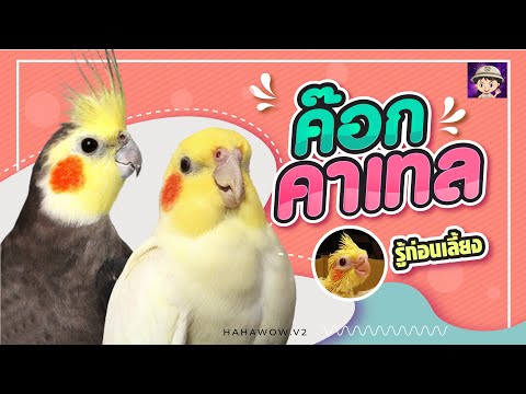 นกเเก้วค๊อกคาเทล /Cockatiel /รู้ก่อนเลี้ยง