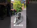 秋田犬長毛カイ軽井沢で声かけてもらった