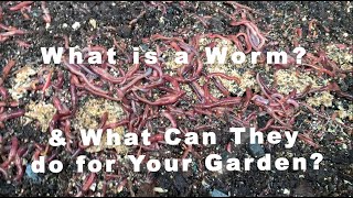 What is a Worm? & What Can They do for Your Garden?