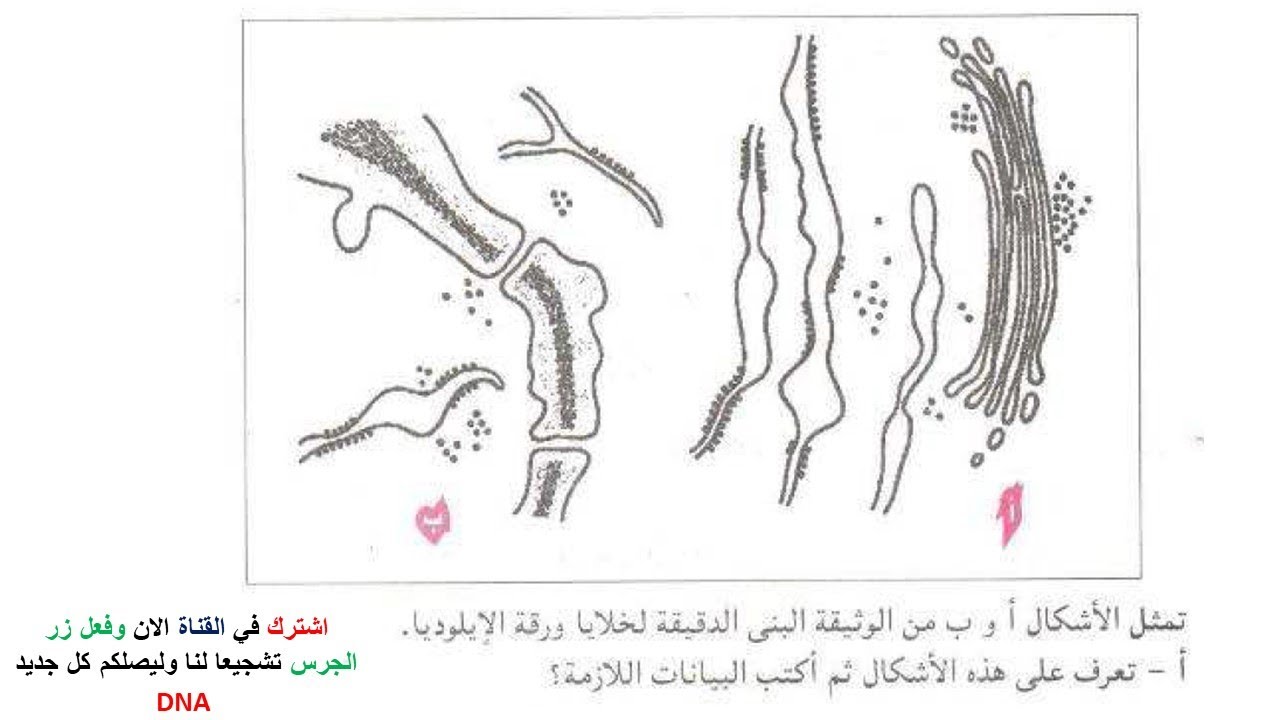 تمارين فروض واختبارات الفصل الثاني علوم طبيعية السنة الثانية ثانوي 2 ع ت | 14