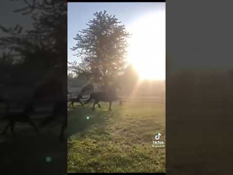 نشيد صلى الله عليك يا خير الورى