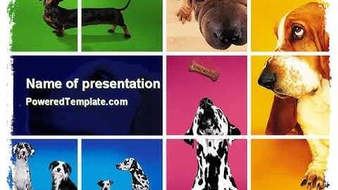 Dog Breed PowerPoint Template by PoweredTemplate.com
