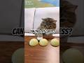 Title: Curious Cat Paws at Yellow Toys #CatToys #CuteCat #FunnyPets #Tabby #PetPlay #ViralCatn#yt