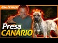 PRESA CANÁRIO, O MELHOR CÃO DE GUARDA! | RICHARD RASMUSSEN の動画、YouTube動画。