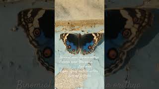 Blue pansy# butterfly# insect