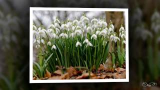 Printemps ...Que je t&#39;aime  !