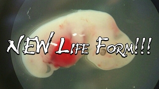 Scientists Create NEW Life Form! - Are We Abusing "Synthetic DNA?"