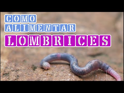 The best way to feed Californian red worms | Crazy for the Garden
