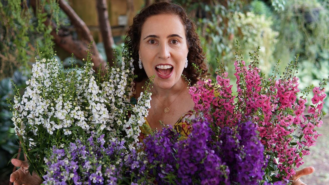 UM MAR DE CORES NO SEU JARDIM - ANGELÔNIA | Nô Figueiredo