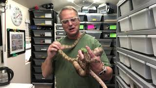 My Collection: Annulated Tree Boas by Glen Reptiles 1,737 views 3 years ago 2 minutes, 20 seconds