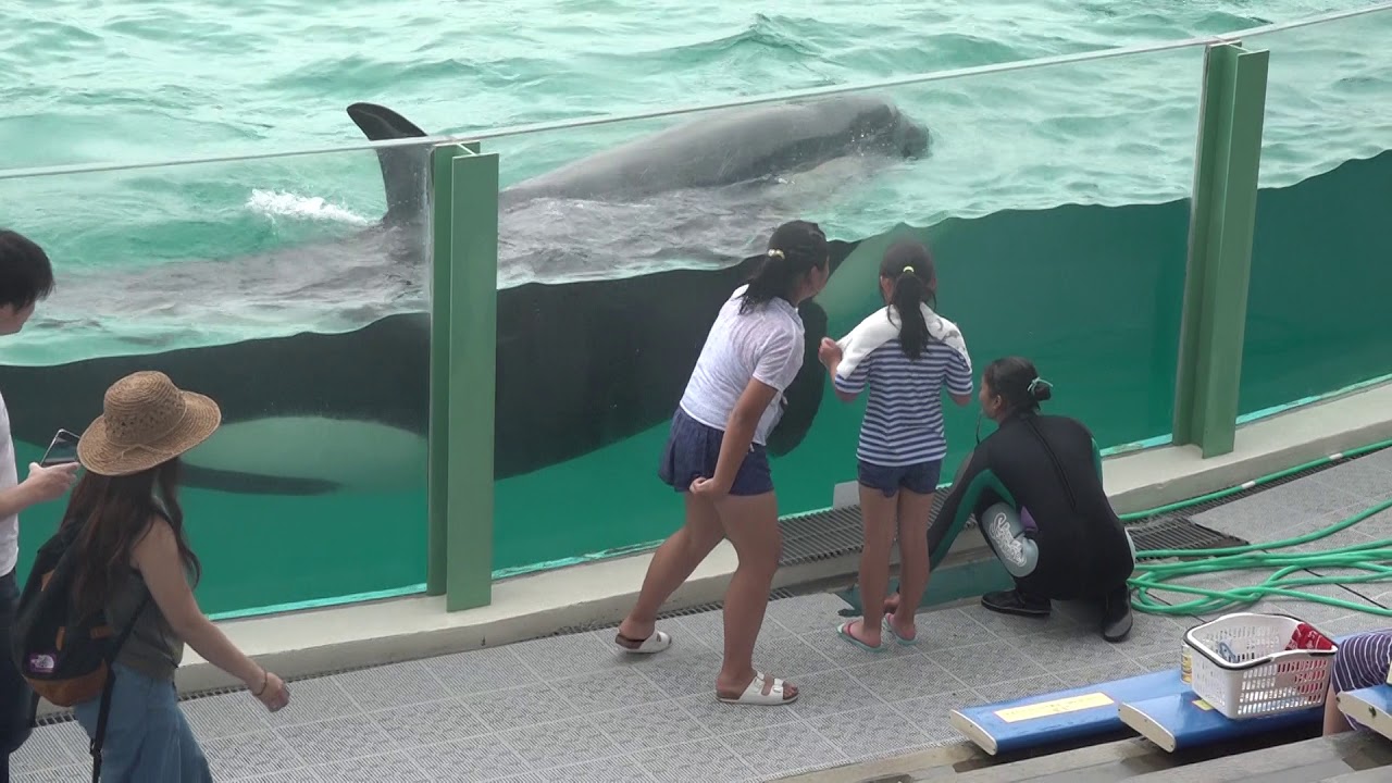 子どもたちの質問に優しく対応してくれる鈴木トレーナー♪ オーシャンスタジアム 昨日に続き鴨川シーワールド♪ 00127 YouTube