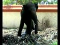 Elephant in violent mood - Kandiyoor Premshankar