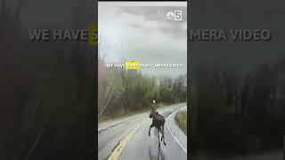 'Holy moose!' New York bus driver captures close call with moose on dash cam video