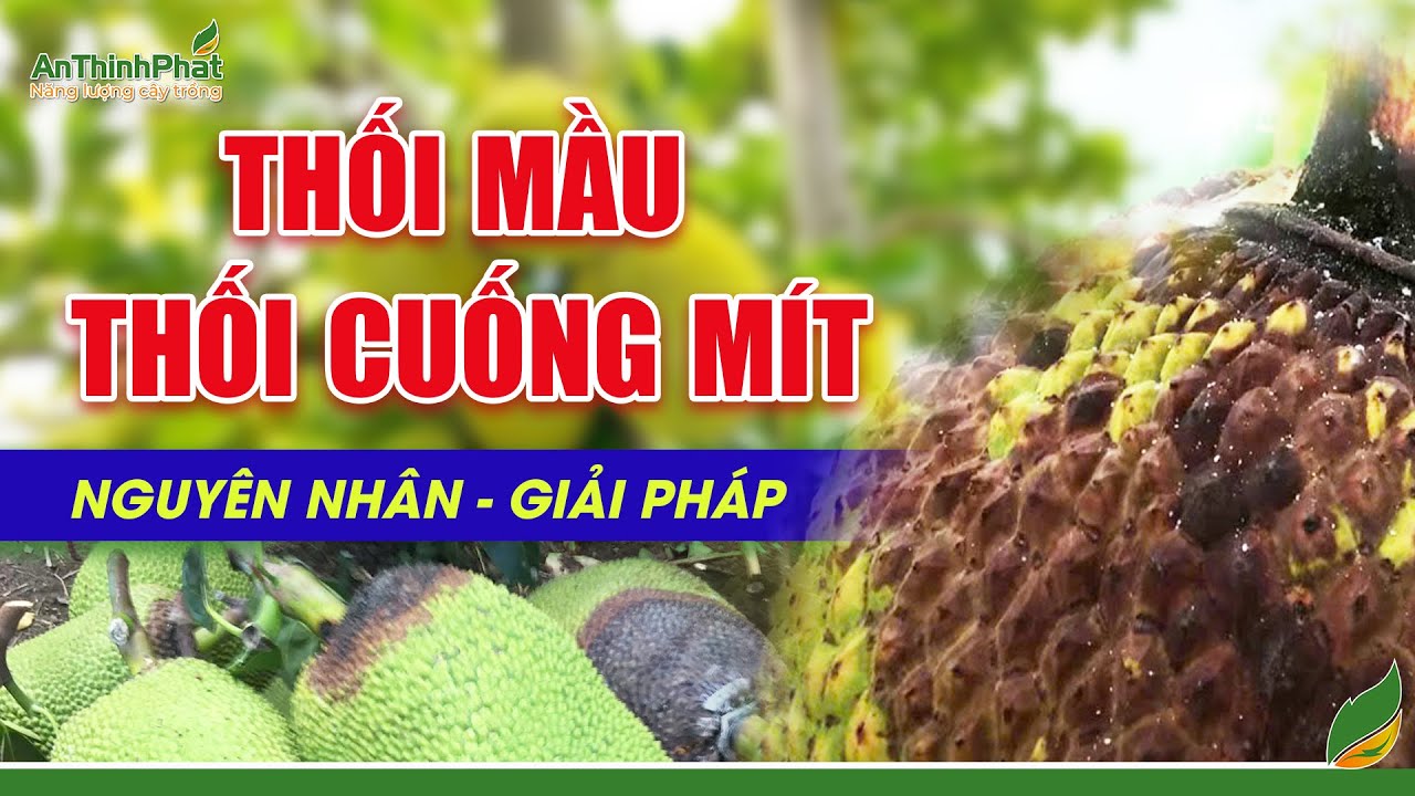 Thối Mầu - Thối Cuống Mít - Nguyên Nhân - Giải Pháp | An Thịnh Phát