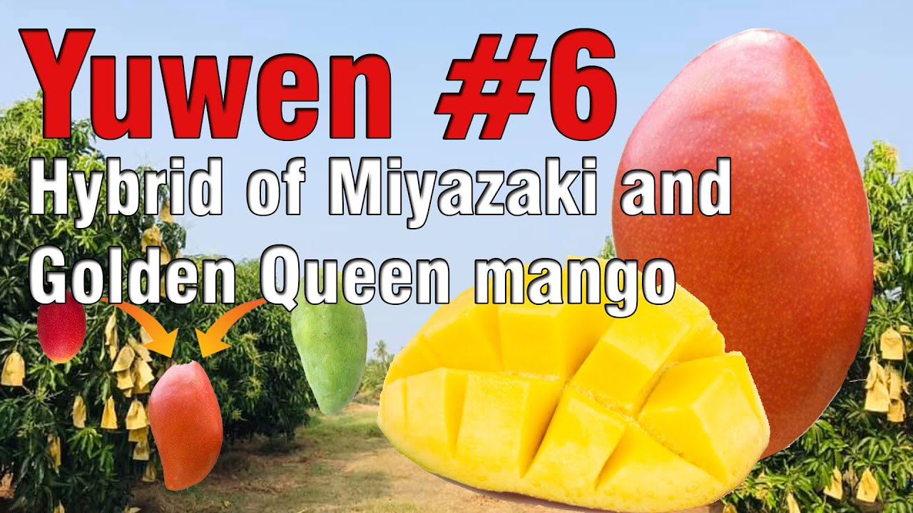 Yuwen #6 Mango (Fruit Review)