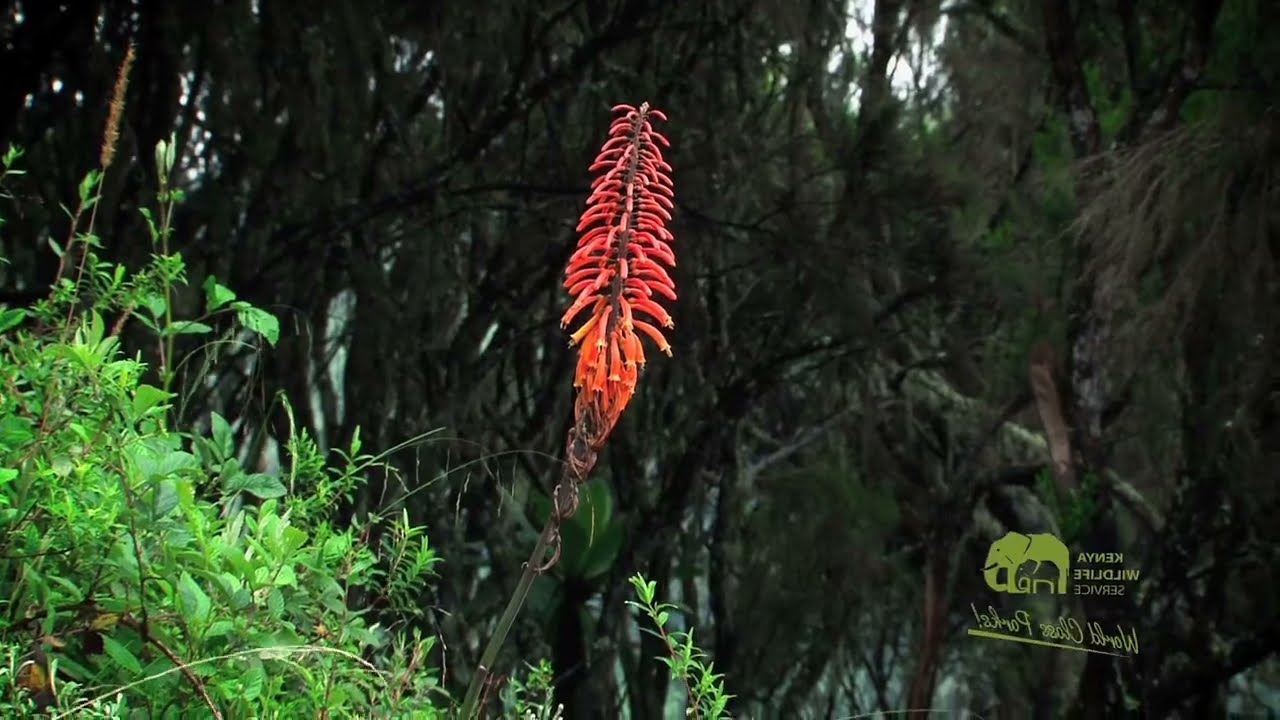 Ever Seen The Untouched Beauty Of The Aberdares National Park, Kenya? Take A Look!