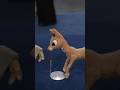 What Happened To The Original Rudolph The Red Nose Reindeer Puppets What Happened To The Original Rudolph The Red Nose Reindeer Puppets