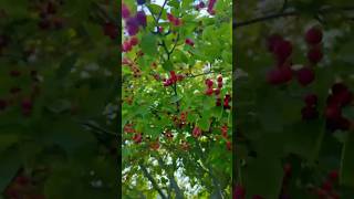 How to grow wild blueberries