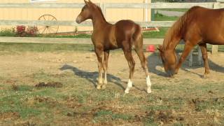 Colt By Frenchmans Moonlitefrenchmans Guy X Zan Parr Gale Zpb Grandaughter