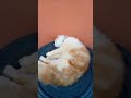 Oyen Malas Banget #cat #imut #catlovers