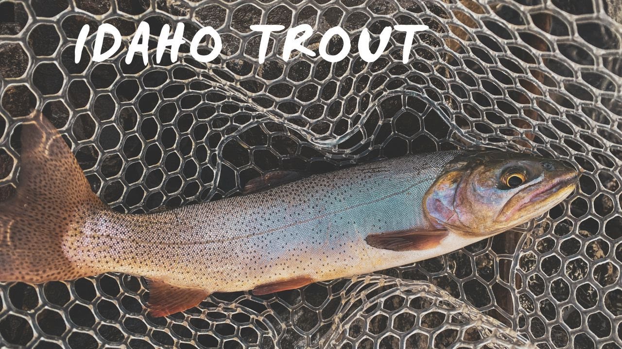 Trout Fishing Palisades Reservoir Idaho