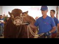 Subasta Sementales R J Feria Salamaq 2023 Subasta Sementales R J Feria Salamaq 2023