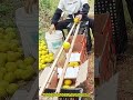 전기 없이 작동하는 수제 과일 선별기 #worker #process #diy #farming #harvest