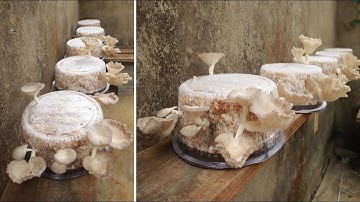 Tips for growing mushrooms at home using corn cobs are extremely easy