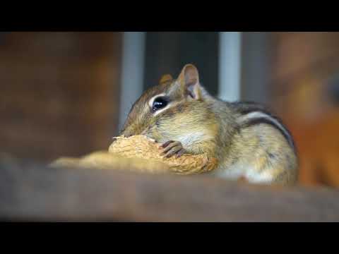 Chipmunks A Short Documentary