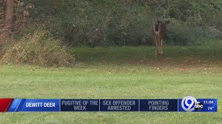 Town Of Dewitt Sees Drop In Deer Management Program