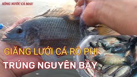 Vừa Thả Lưới Trúng Ngay Bầy Cá Phi Khủng|| Sông Nước Cà Mau. Tilapia Nets.
