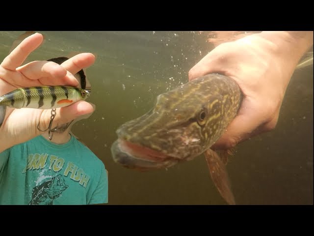 Top 3 Northern Pike Baits for Summer Fishing 2017 