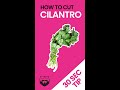 How to Cut Cilantro #shorts