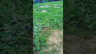 Village Life Amazon Video