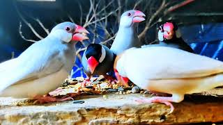 Java Sparrows Group Morning Feast on Wooden Platform! 🌾✨   screenshot 5