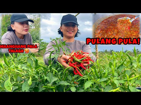 NAMITAS AKO NG SILI DAGDAG SA GAGAWING CHILI OIL | AKALA KO DI MAANGHANG KAYA TINIKMAN KO🤣