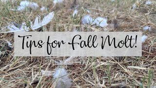 Exclusive Fall Molt Care Tips! Information