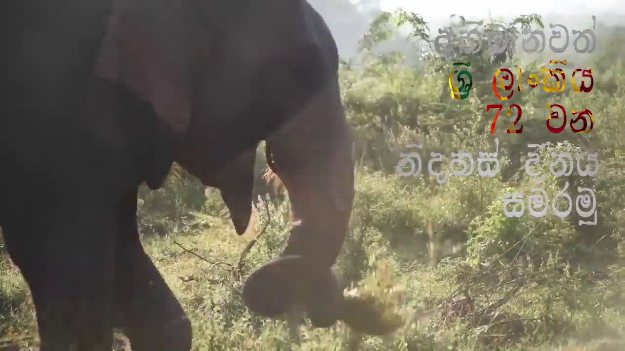 February 4, Independence Day of Sri Lanka