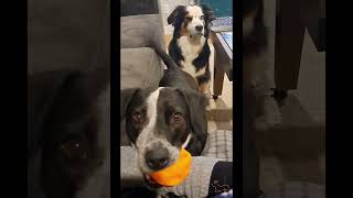 funny cats and dogs🤣🩷..#viral #reels #shortvideo #shorts #foryou #humor #funny #topvideo