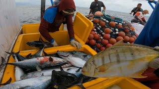 Kawanan ikan ini bikin penasaran selalu menghilang saat di kejar