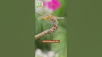 VÌ SAO CHUỒN CHUỒN BAY TRÊN MẶT NƯỚC #chuonchuon #hangxombenho #dongvat #wildlifedaily