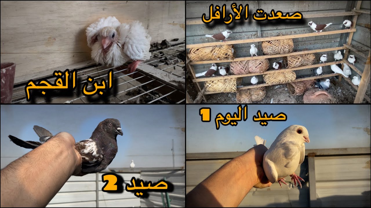 صيد 2.  +  صعدت الارفل وراح نطيرهن / وراح نجيب حمر ❤️‍🔥🫡