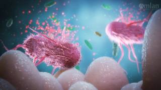 Amlan International Arabic Introduction To Intestinal Health