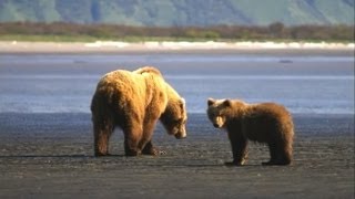 Grizzly Bear Heaven The Wild Life By The Sharpys, Alaska 7