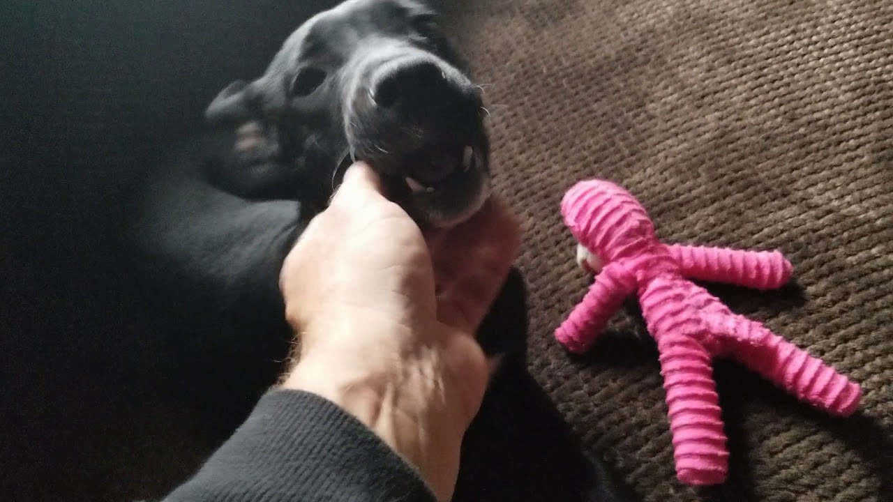 Coconut Retriever Rescued! YouTube