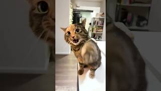 Funny Cats 😂 Episode 273 #Shorts