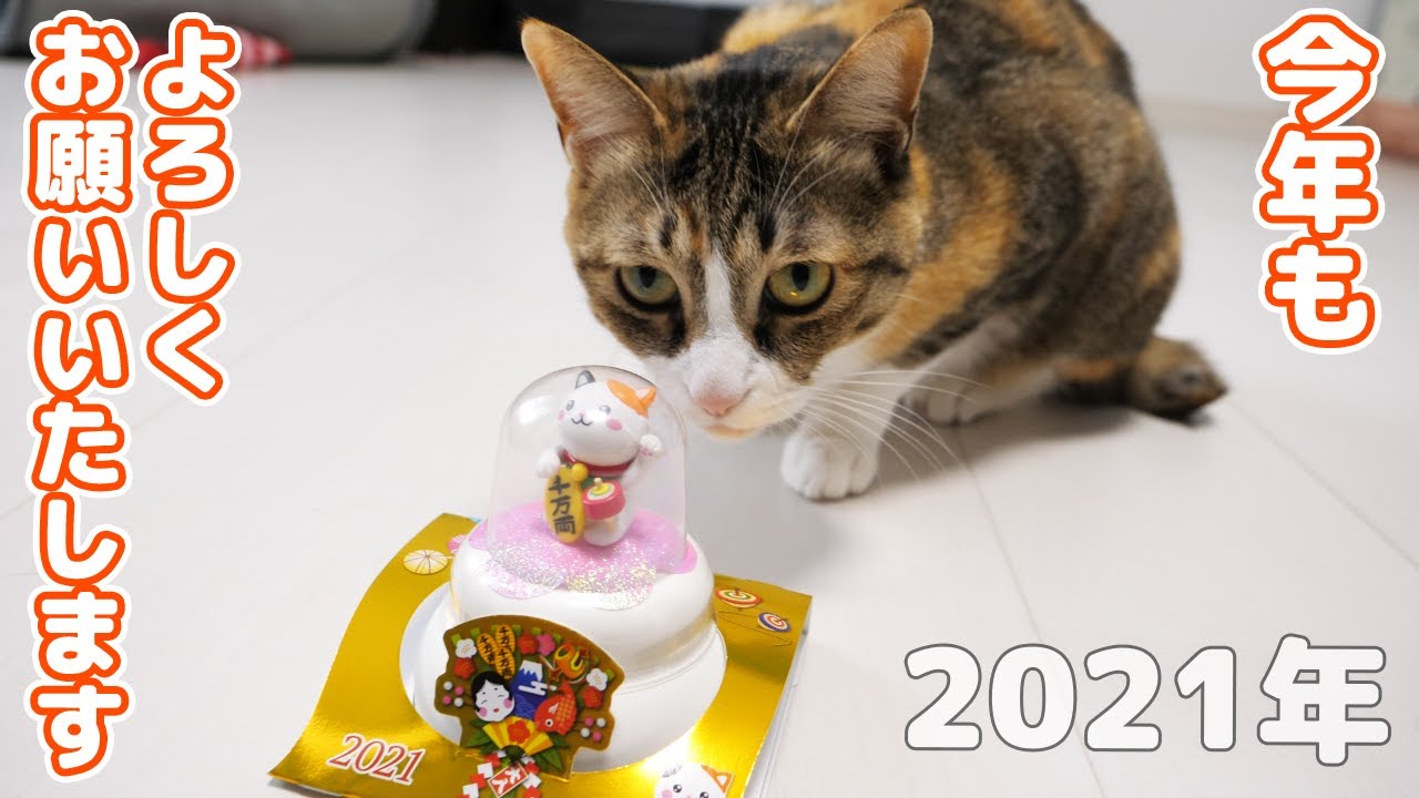 猫にお餅をあげてみました - YouTube