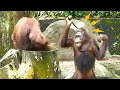 Orangutan beats his friend with a stick / 棒で友達を叩きまくるオランウータン